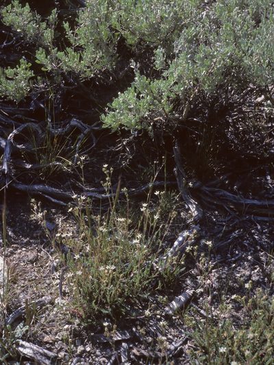 Potentilla hispidula, photographed by Jim Morefield