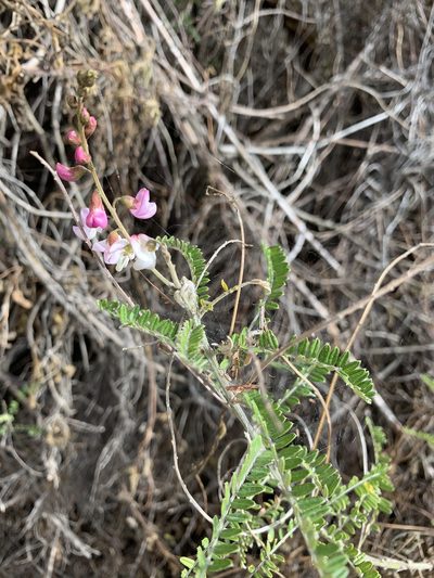Coursetia dubia, photographed by Diego F. Cisneros-Heredia