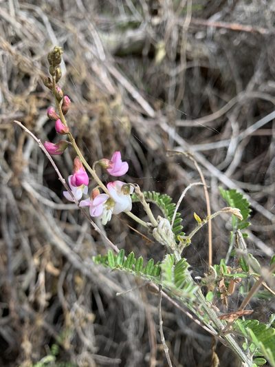 Coursetia dubia, photographed by Diego F. Cisneros-Heredia