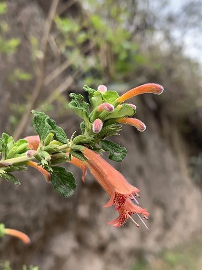 Clinopodium tomentosum, photographed by Diego F. Cisneros-Heredia