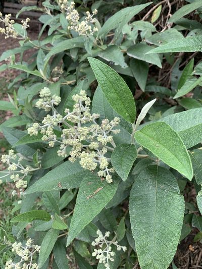 Buddleja bullata, photographed by Diego F. Cisneros-Heredia