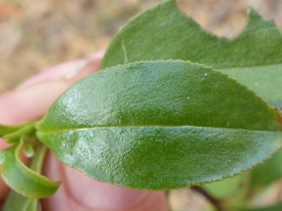 Myoporum petiolatum, photographed by Sam Buxton Stewart