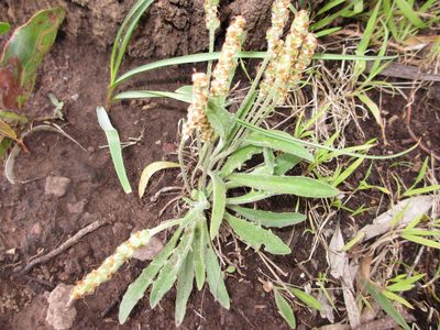 Plantago varia, photographed by Sam Buxton Stewart