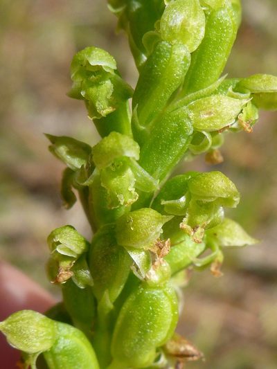 Microtis arenaria, photographed by Sam Buxton Stewart