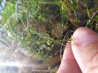 Galium gaudichaudii, photographed by Sam Buxton Stewart