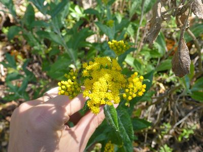Senecio hypoleucus, photographed by Sam Buxton Stewart