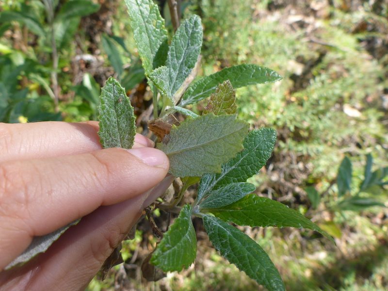 Senecio hypoleucus, photographed by Sam Buxton Stewart