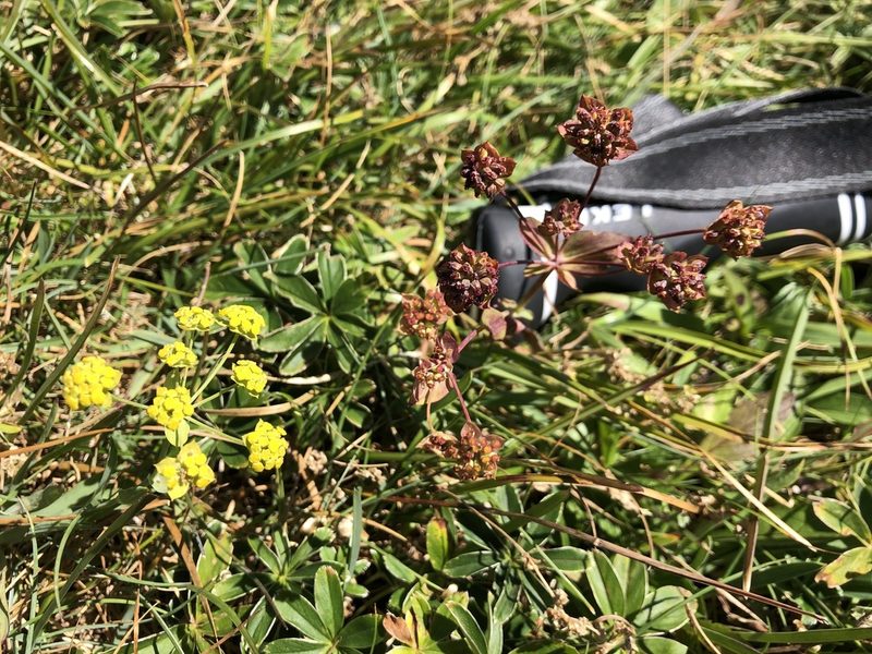 Bupleurum ranunculoides, photographed by Jason Grant