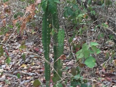 Cereus bicolor, photographed by tlaloc27