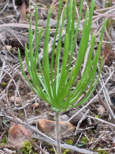 Eriospermum proliferum, photographed by kevin koen