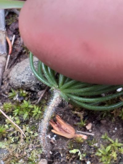 Eriospermum proliferum, photographed by kevin koen