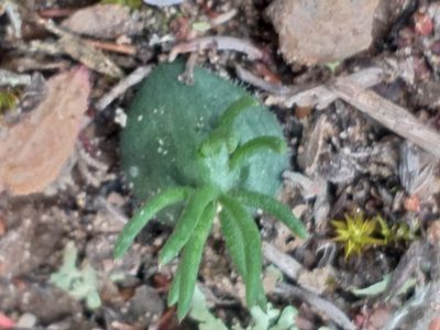 Eriospermum proliferum, photographed by kevin koen