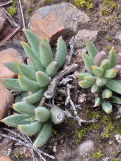 Trichodiadema occidentale, photographed by kevin koen