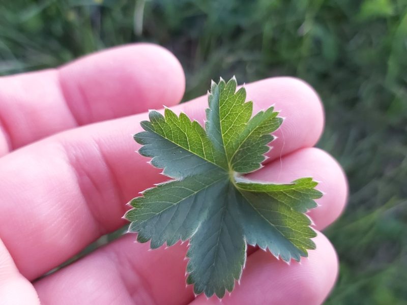 Alchemilla glaucescens, photographed by Tomas Pocius