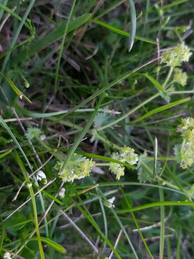 Alchemilla glaucescens, photographed by Tomas Pocius