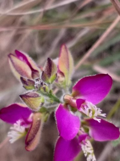 Polygala pubiflora, photographed by kevin koen