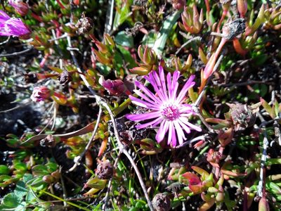 Lampranthus spiniformis, photographed by De Waal Hugo