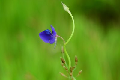 Utricularia reticulata, photographed by S.MORE