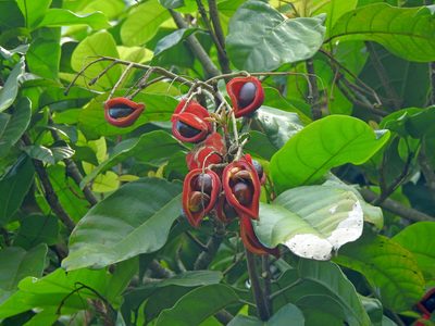 Sterculia monosperma, photographed by Jacy Chen