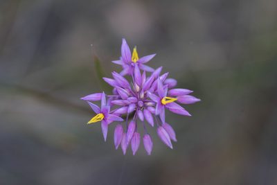 Sowerbaea laxiflora, photographed by gnangarra