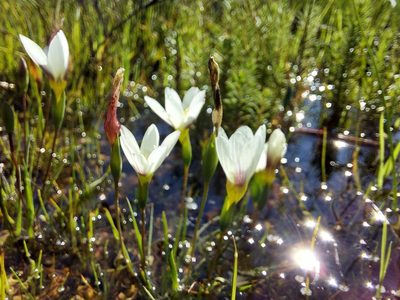 Geissorhiza setacea, photographed by Jacques van der Merwe