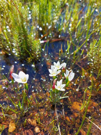 Geissorhiza setacea, photographed by Jacques van der Merwe