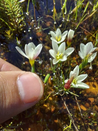 Geissorhiza setacea, photographed by Jacques van der Merwe