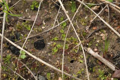 Lethocolea pansa, photographed by Em Lamond