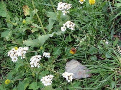 Achillea atrata, photographed by Wolfgang Jauch