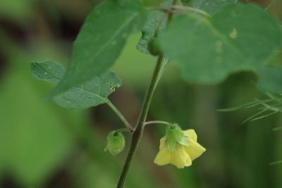 Calliphysalis carpenteri, photographed by Lauren McLaurin