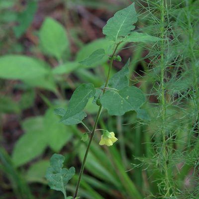 Calliphysalis carpenteri, photographed by Lauren McLaurin