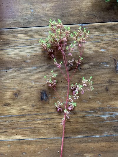 Euphorbia platyphyllos, photographed by Claudio Sbaraglia
