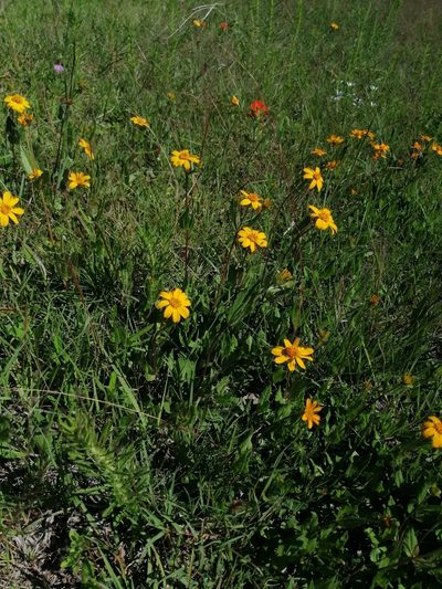 Perymenium buphthalmoides, photographed by Erick Vélez Sánchez