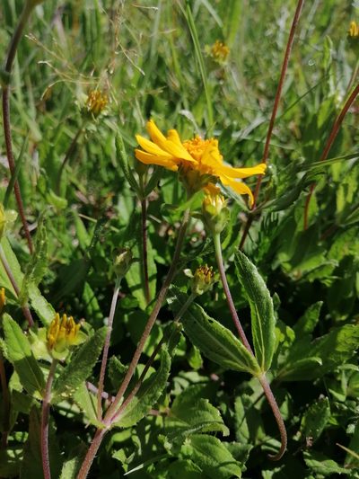 Perymenium buphthalmoides, photographed by Erick Vélez Sánchez
