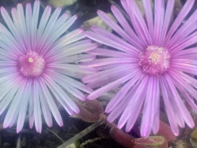 Drosanthemum striatum, photographed by kevin koen