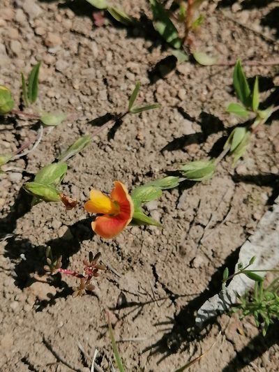 Zornia thymifolia, photographed by Erick Vélez Sánchez