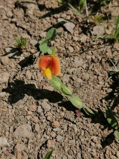 Zornia thymifolia, photographed by Erick Vélez Sánchez