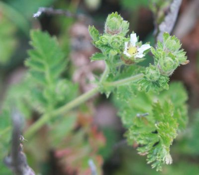 Potentilla californica, photographed by Scott Loarie