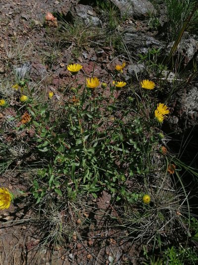 Grindelia inuloides, photographed by Erick Vélez Sánchez