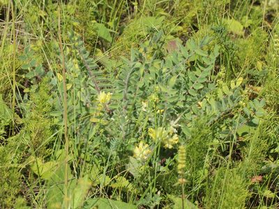 Astragalus dasyanthus, photographed by Andrew Bazdyrev