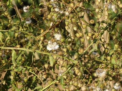 Laggera crispata, photographed by Shaun Swanepoel