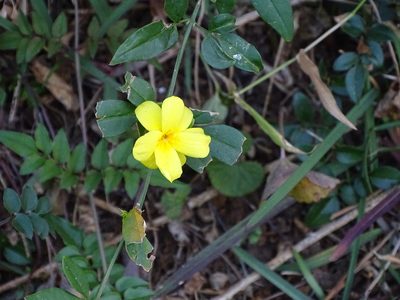 Jasminum mesnyi, photographed by Shaun Swanepoel