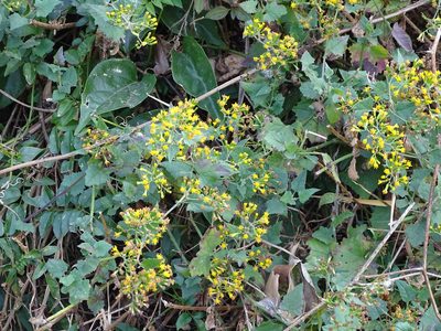 Senecio deltoideus, photographed by Shaun Swanepoel
