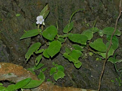 Henckelia anachoreta, photographed by Jacy Chen