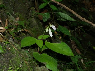 Henckelia anachoreta, photographed by Jacy Chen