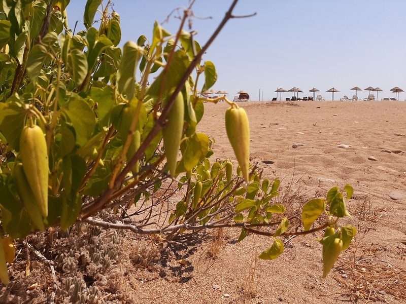 Cionura erecta, photographed by Serdar Ölez