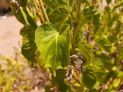 Cionura erecta, photographed by Serdar Ölez