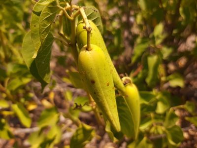 Cionura erecta, photographed by Serdar Ölez