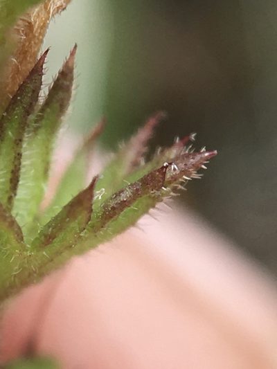 Euphrasia hudsoniana, photographed by Rose Zappa