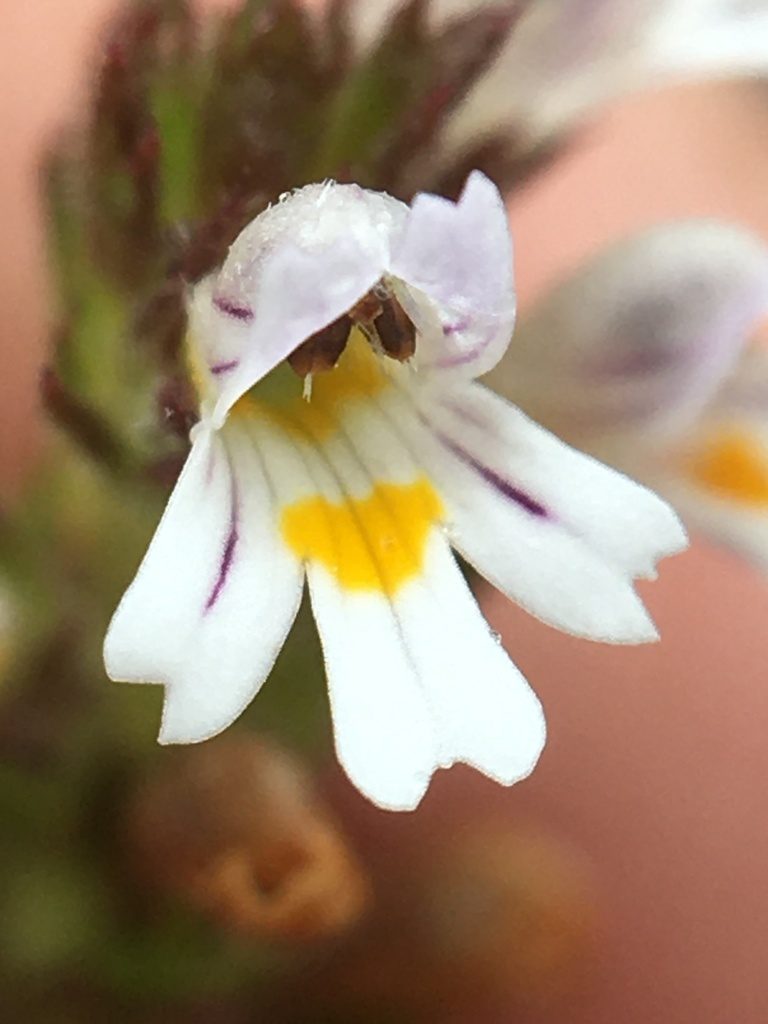 Euphrasia hudsoniana, photographed by Rose Zappa